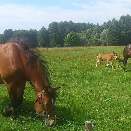 Domek Wieloosobowy - Agroturystyka Alpesi faház Przetycz